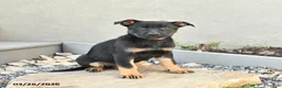 Mixed Breed dogs for sale: Sasha - Ad 5