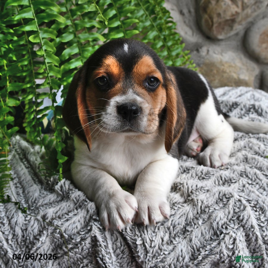 Mixed Breed dogs Chicory - Ad 1