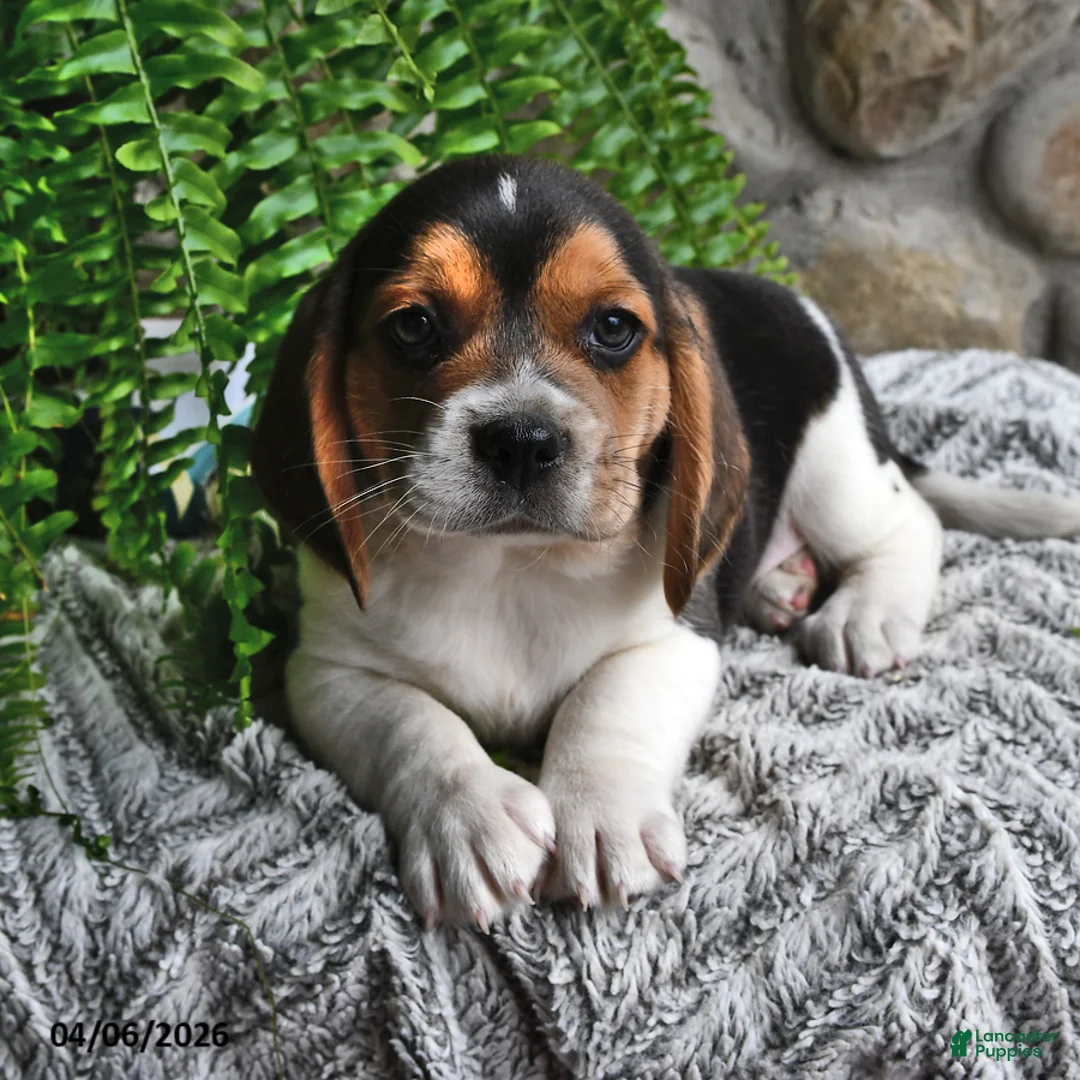 Mixed Breed dogs for sale: Chicory - Ad 1