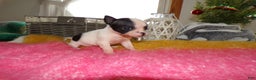 Chihuahua dogs for sale: Chihuahua Puppy 6 Buttton - Ad 2