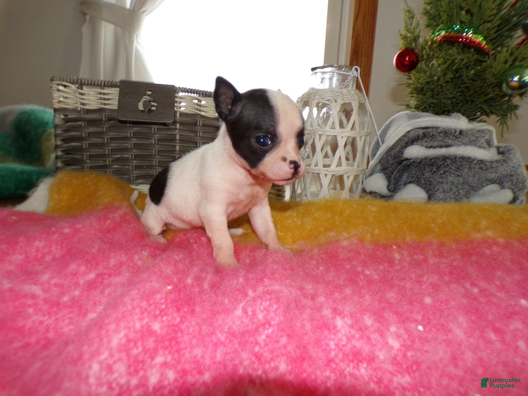 Chihuahua dogs for sale: Chihuahua Puppy 6 Buttton - Ad 2