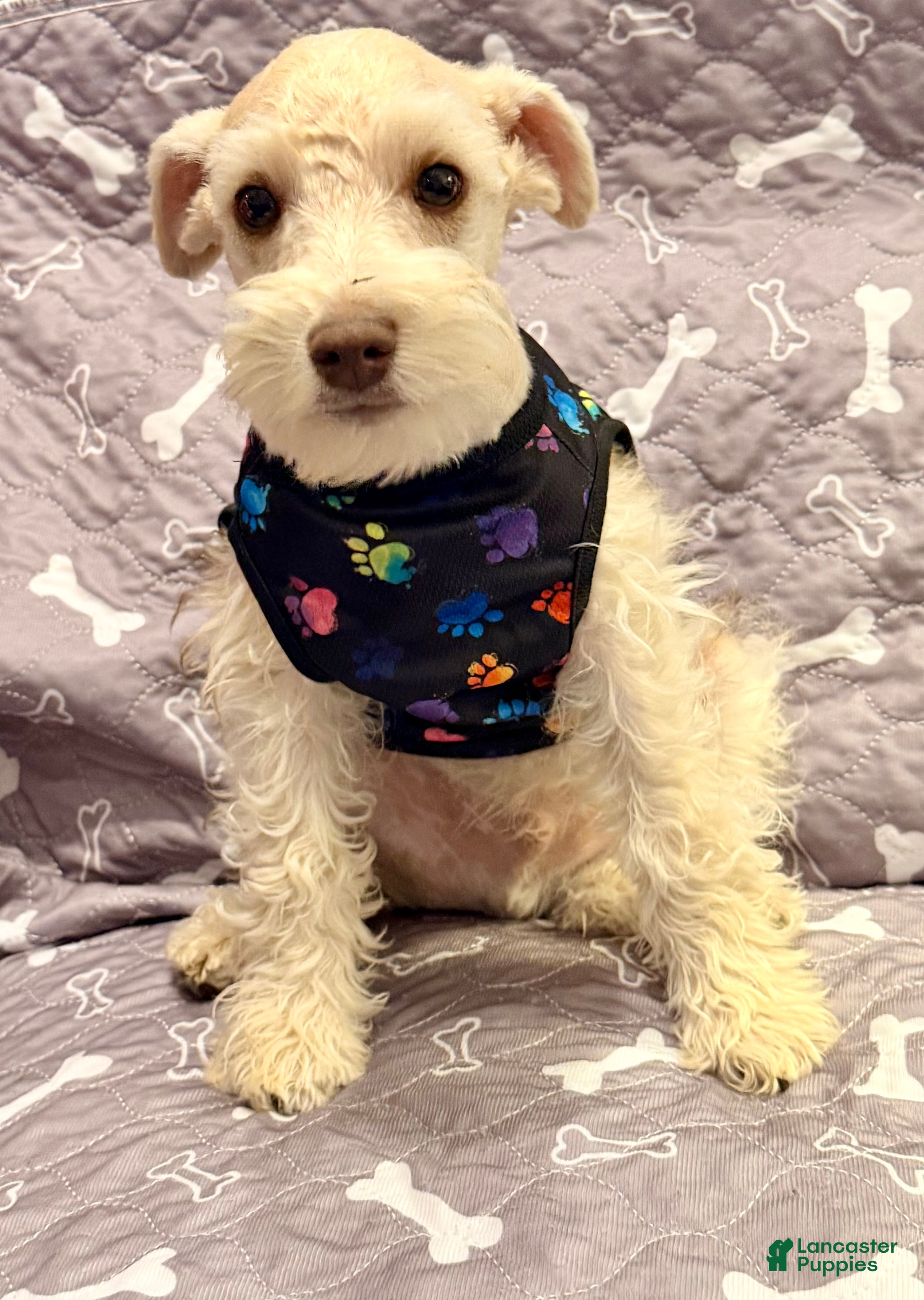 Miniature Schnauzer dogs Miniature Schnauzer Puppy 2 - Ad 1