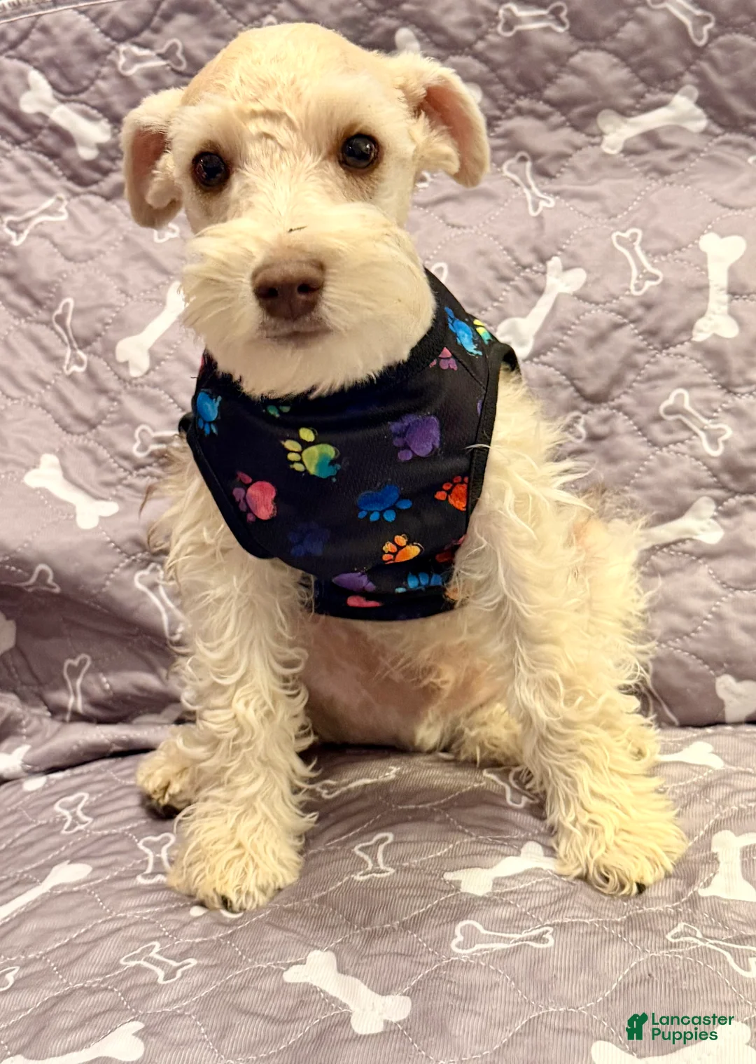 Miniature Schnauzer dogs for sale: Miniature Schnauzer Puppy 2 - Ad 1