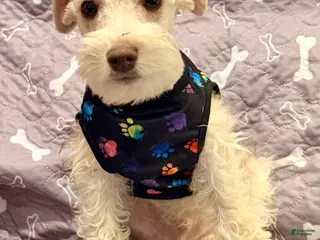 Miniature Schnauzer dogs for sale: Miniature Schnauzer Puppy 2 - Ad 2