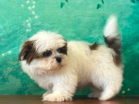 Shih Tzu dogs Peanut - Ad 2