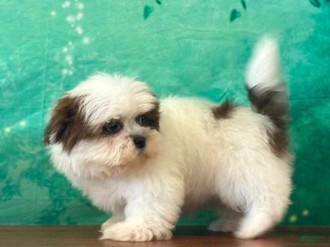 Shih Tzu dogs for sale: Peanut - Ad 2