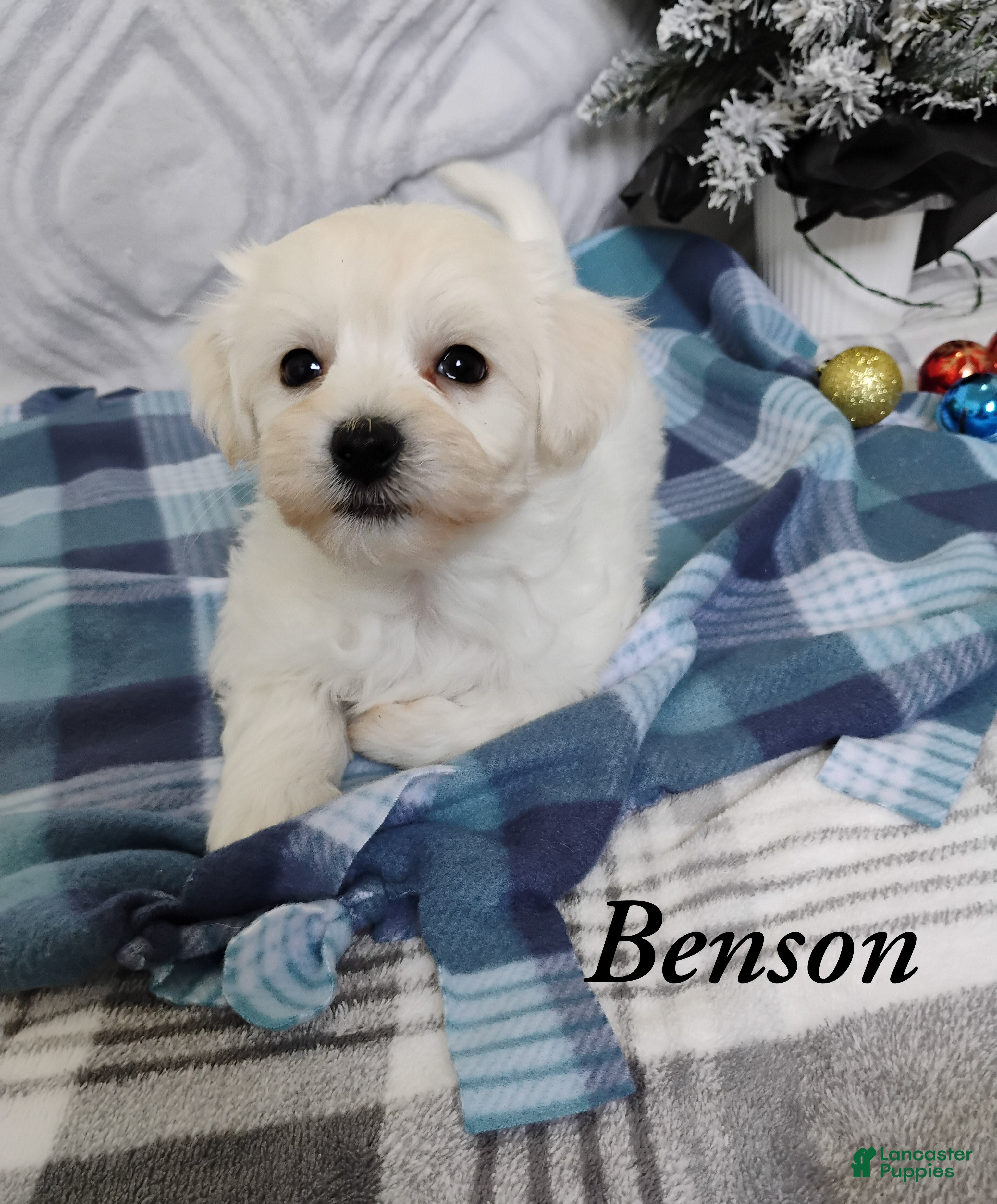 Mixed Breed dogs Benson  - Ad 17