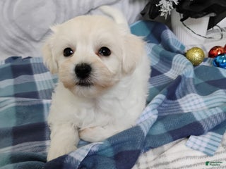 Mixed Breed dogs Benson - Ad 22