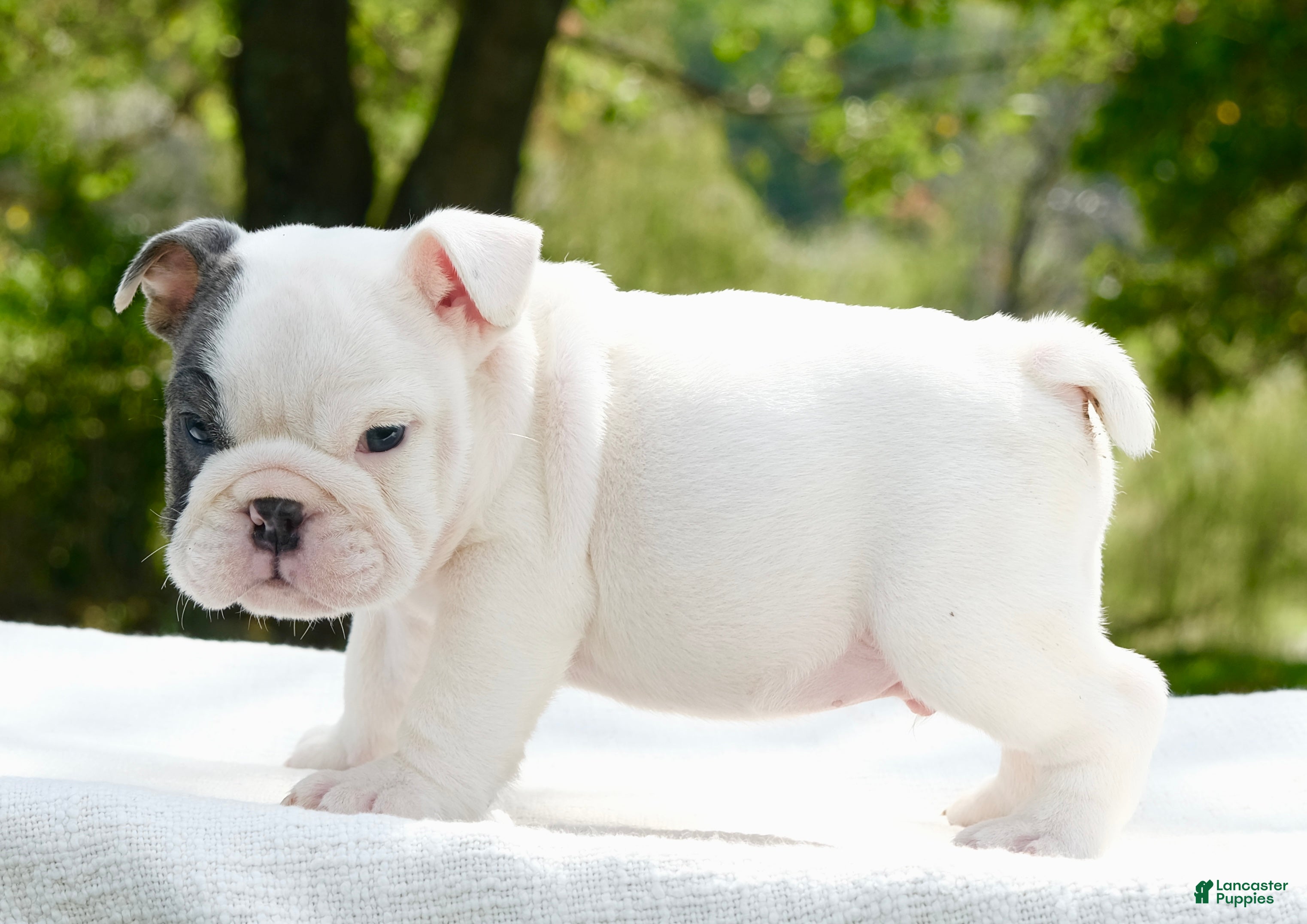 English Bulldog dogs Leo - Ad 1
