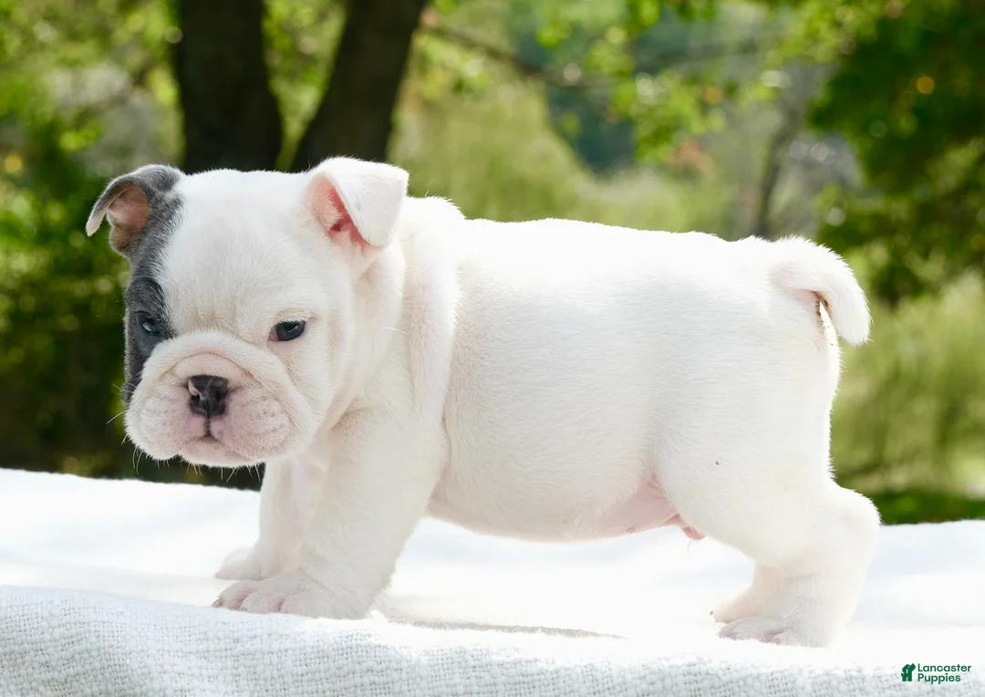 English Bulldog dogs for sale: Leo - Ad 1