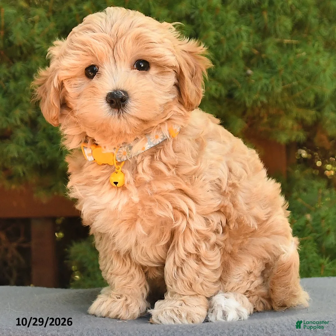 Maltipoo dogs for sale: Barbie - Ad 2