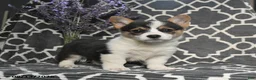 Welsh Corgi Pembroke dogs for sale: Chip - Ad 4