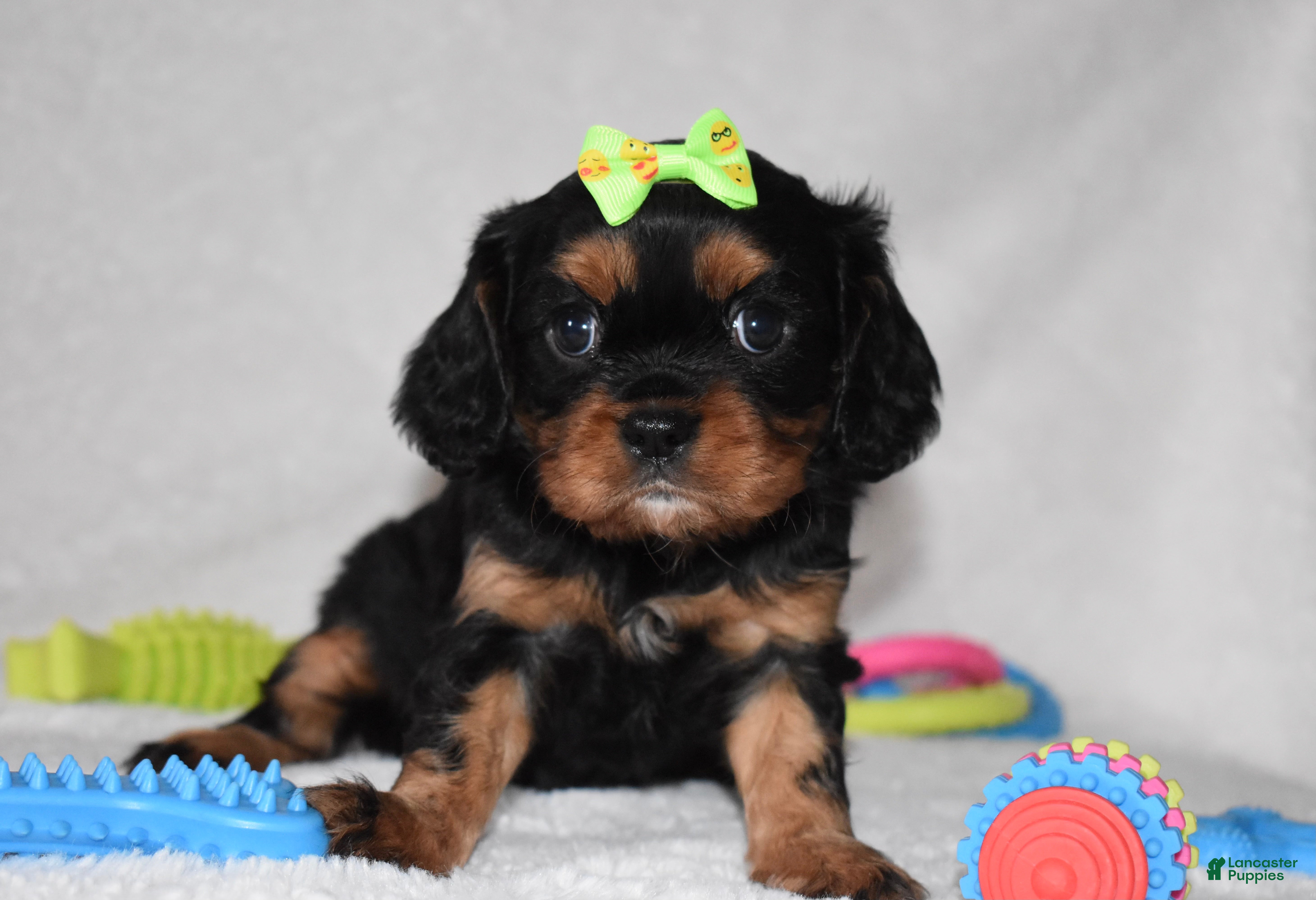 Cavalier King Charles Spaniel dogs Polly - Ad 37