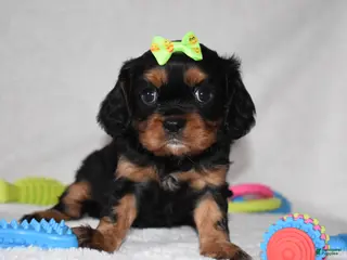 Cavalier King Charles Spaniel dogs Polly - Ad 37