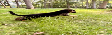 German Shepherd 2