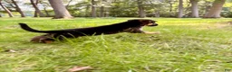 German Shepherd dogs for sale: German Shepherd 2 - Ad 1