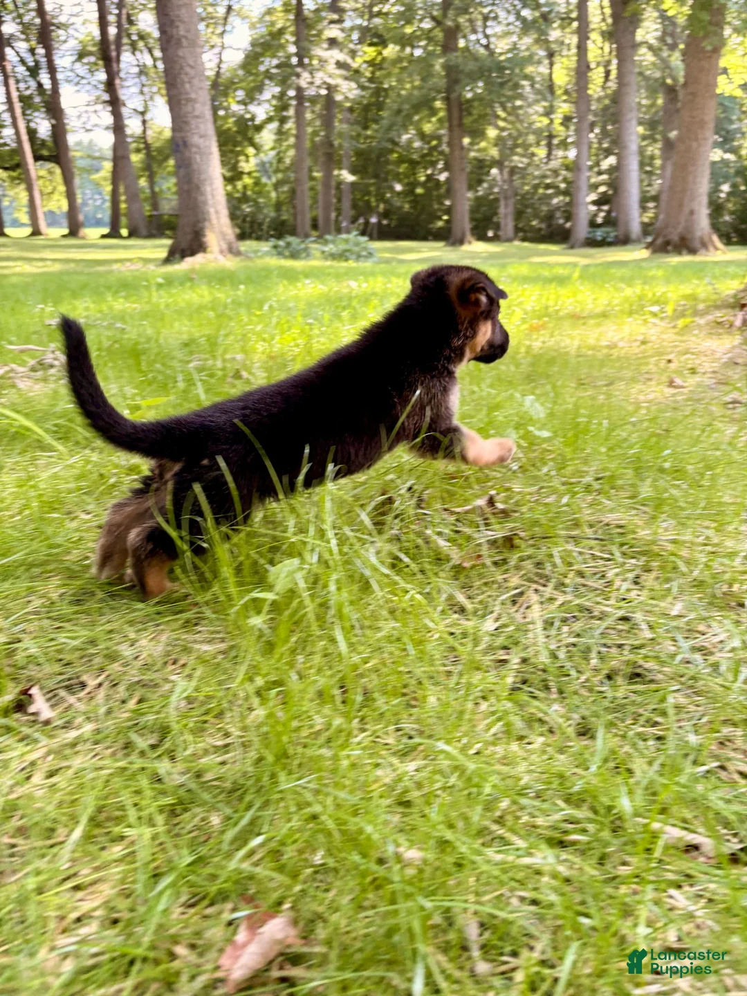 German Shepherd dogs for sale: German Shepherd 2 - Ad 1