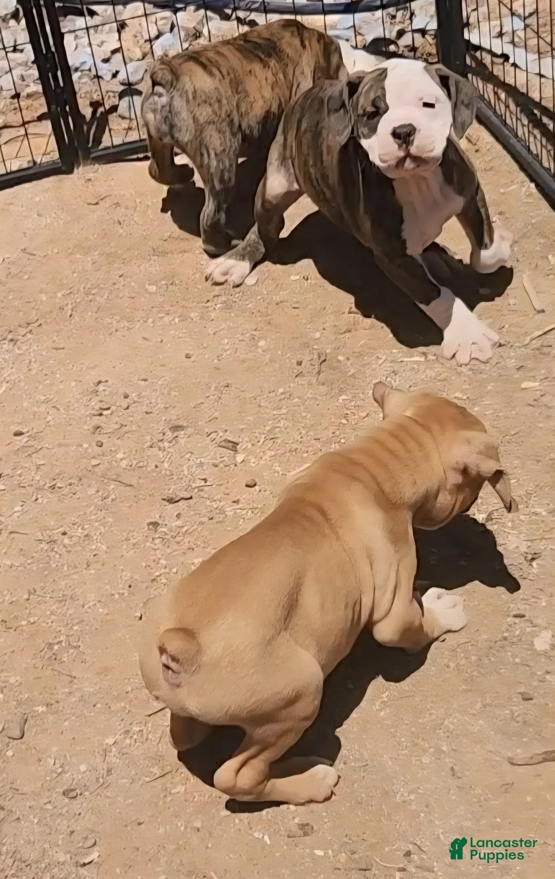 Olde English Bulldogge dogs for sale: Rose - Ad 2