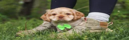 Cocker Spaniel dogs for sale: Clark - Ad 4