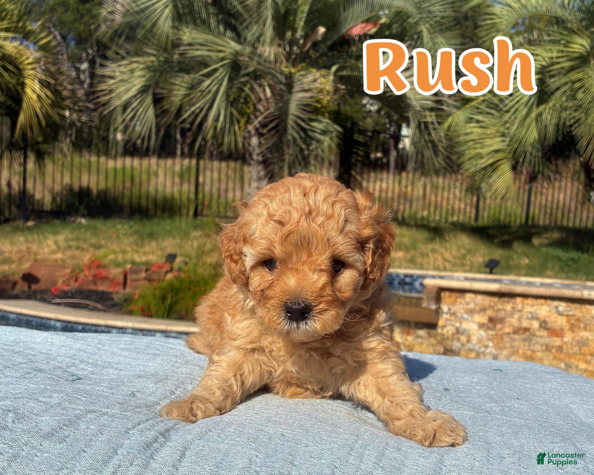 Cavapoo dogs Rush - Ad 1