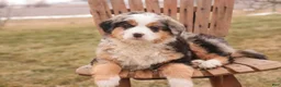 Bernedoodle dogs for sale: Penelope - Ad 1