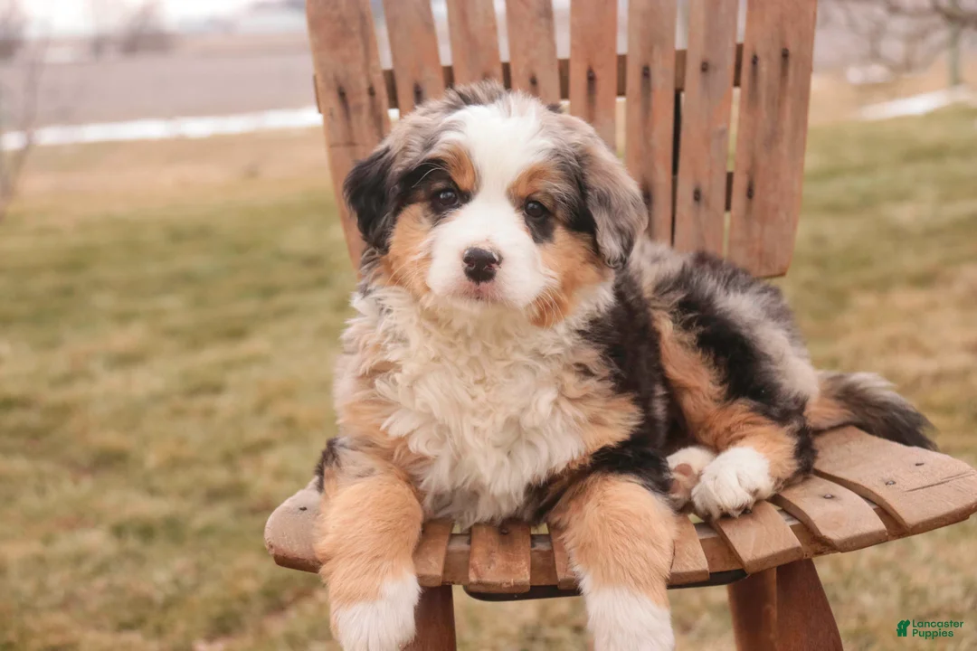Bernedoodle dogs for sale: Penelope - Ad 1