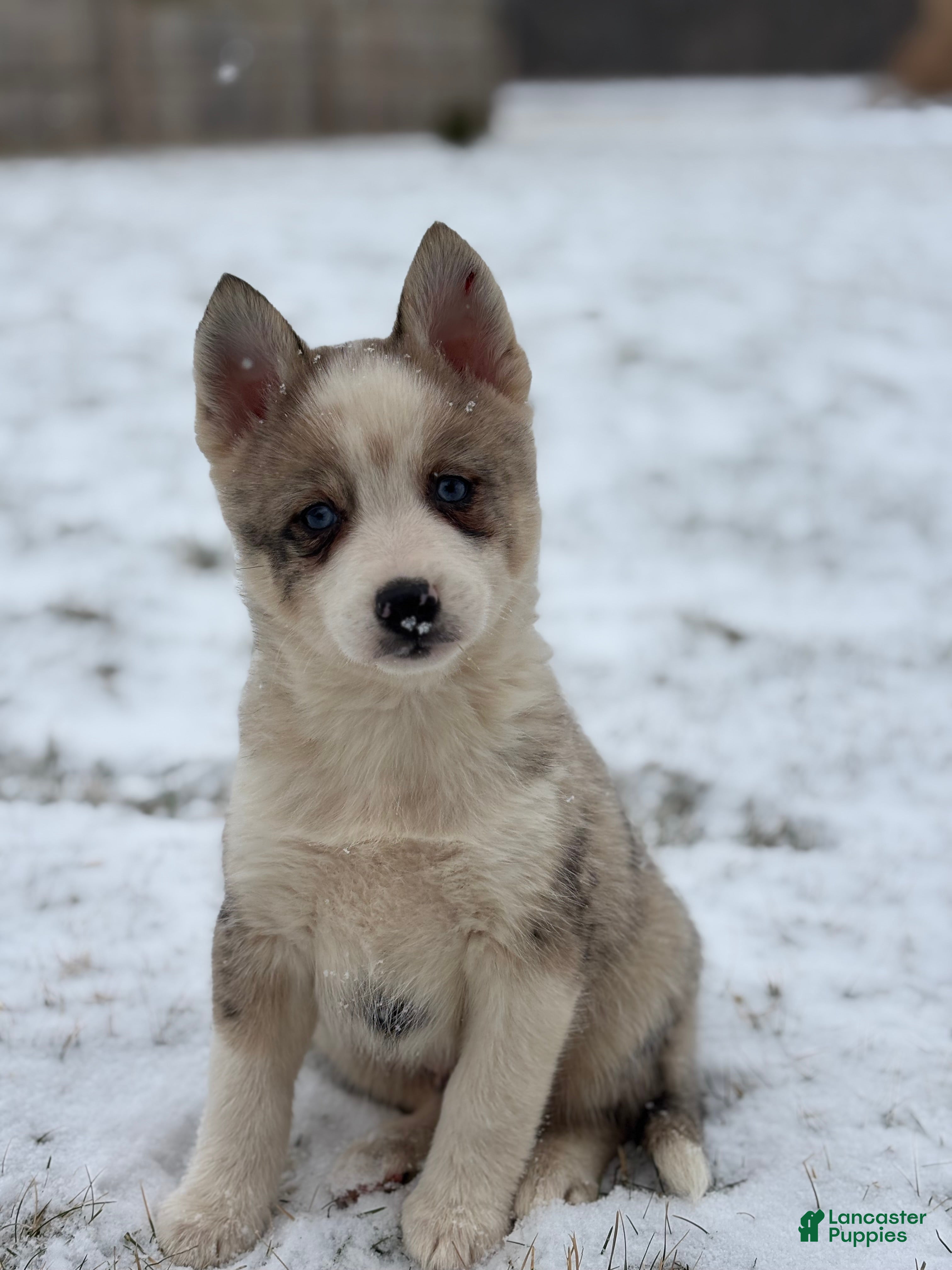 Pomsky dogs Gavin - Ad 2