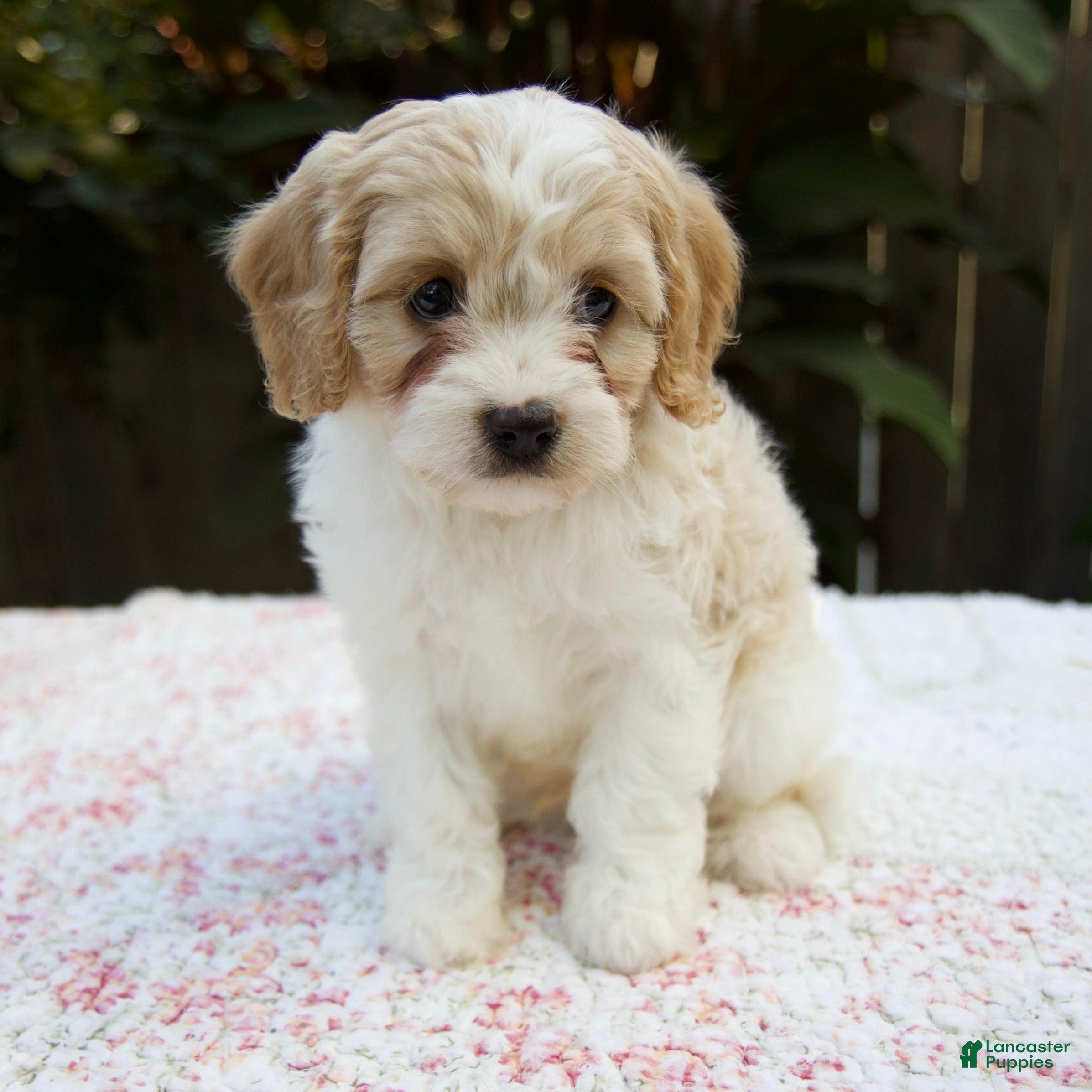 Cavapoo dogs Finn - Ad 1