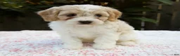 Cavapoo dogs for sale: Finn - Ad 1