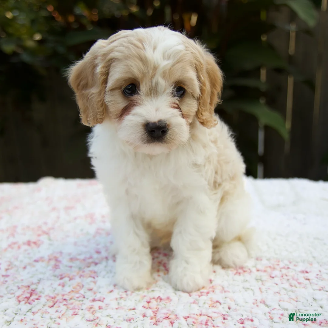 Cavapoo dogs for sale: Finn - Ad 1