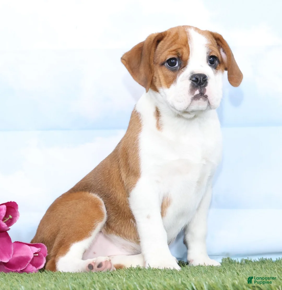 Mixed Breed dogs for sale: Cheyenne - Ad 2