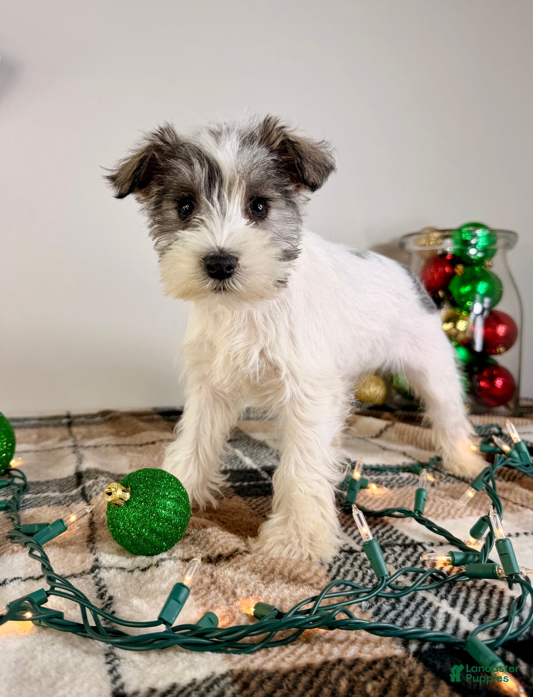 Miniature Schnauzer dogs for sale: AKC Winnie - Ad 5