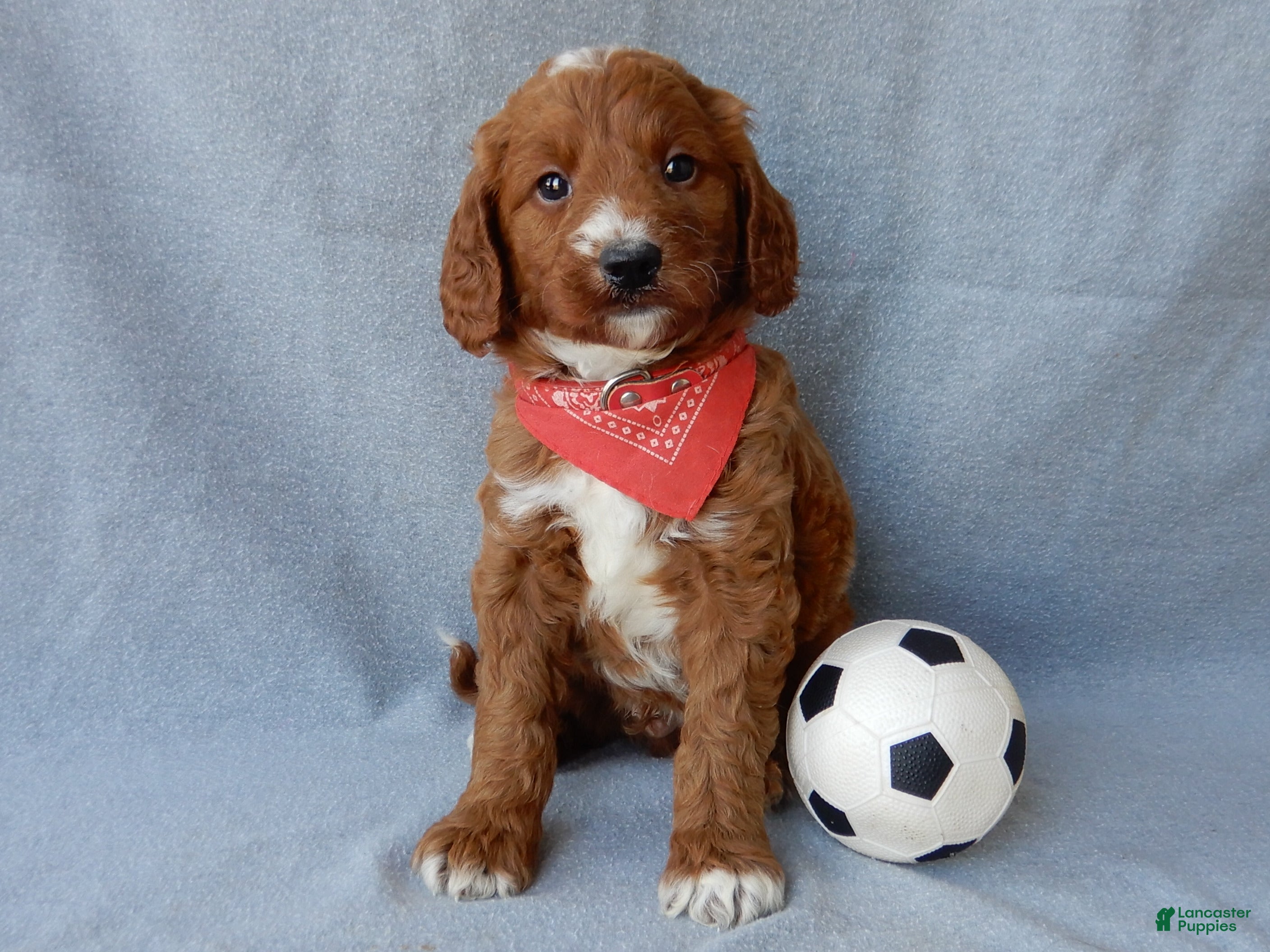 Goldendoodle dogs Leo-MEDIUM - Ad 2