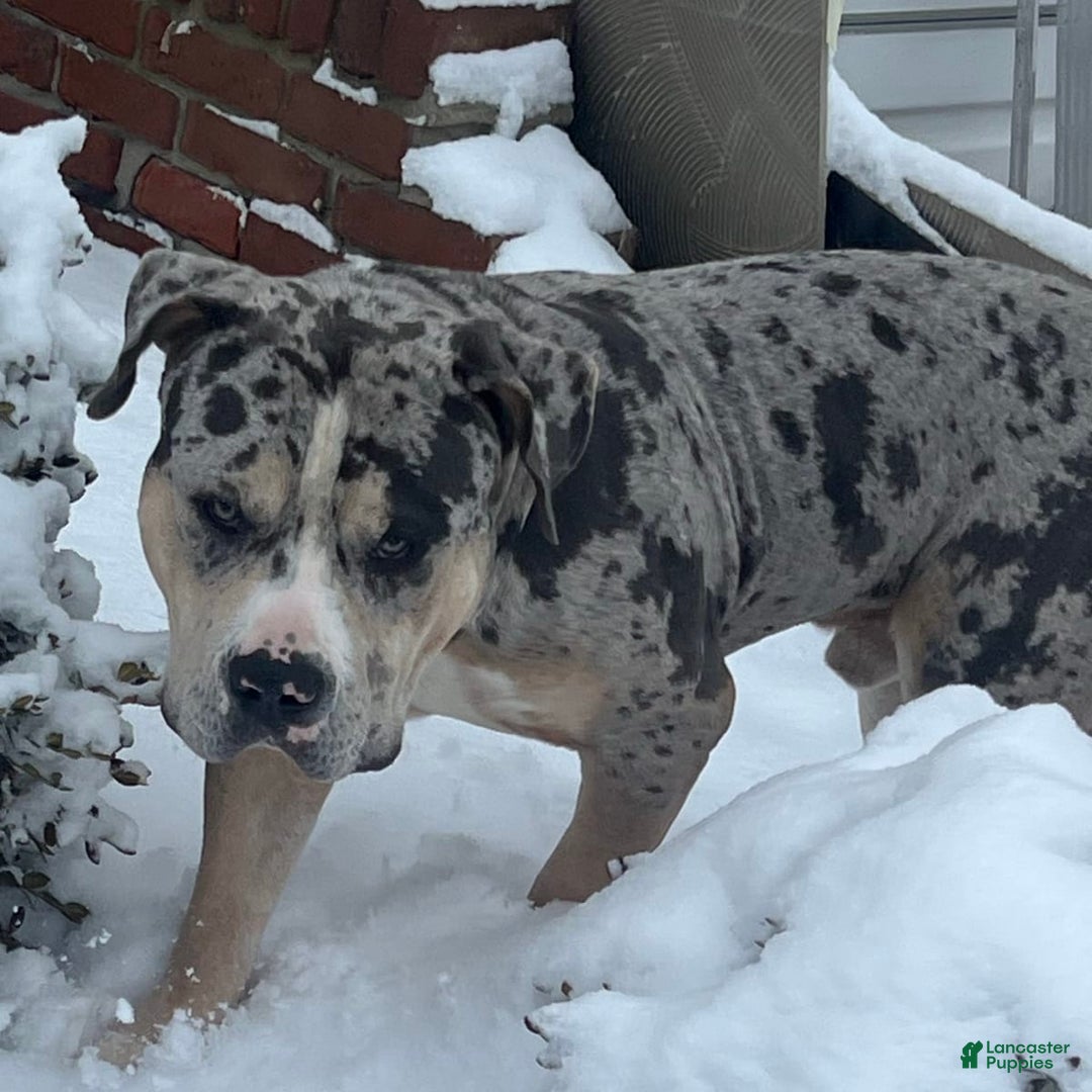 American Pitbull Terrier eller inte!!! : r/pitbulls, image size:1080x1080