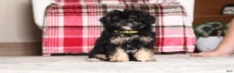 Miniature Poodle dogs for sale: Axel - Ad 3