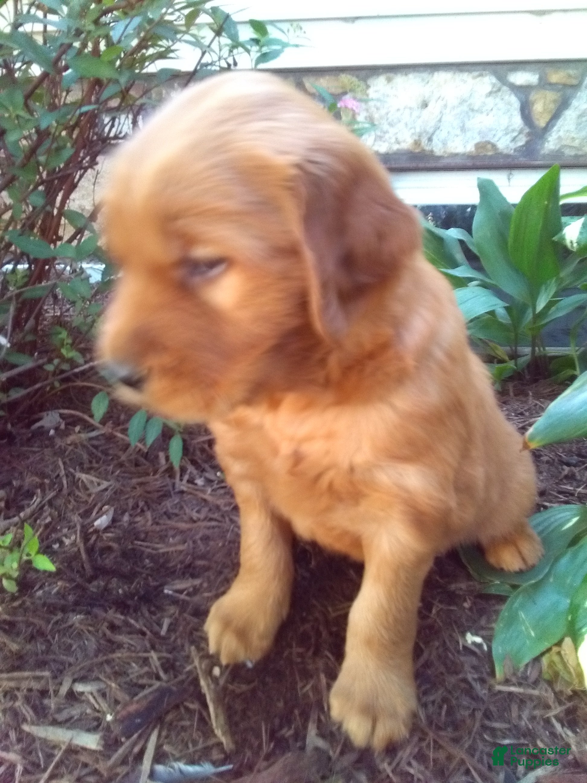 Mixed Breed dogs Vern - Ad 2