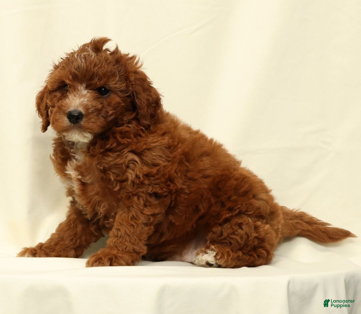 Cavapoo dogs Cooper - Ad 2