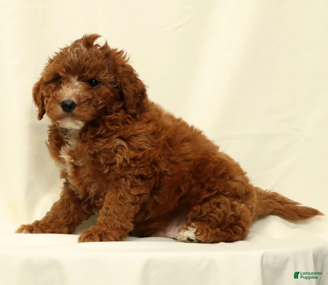 Cavapoo dogs for sale: Cooper - Ad 2