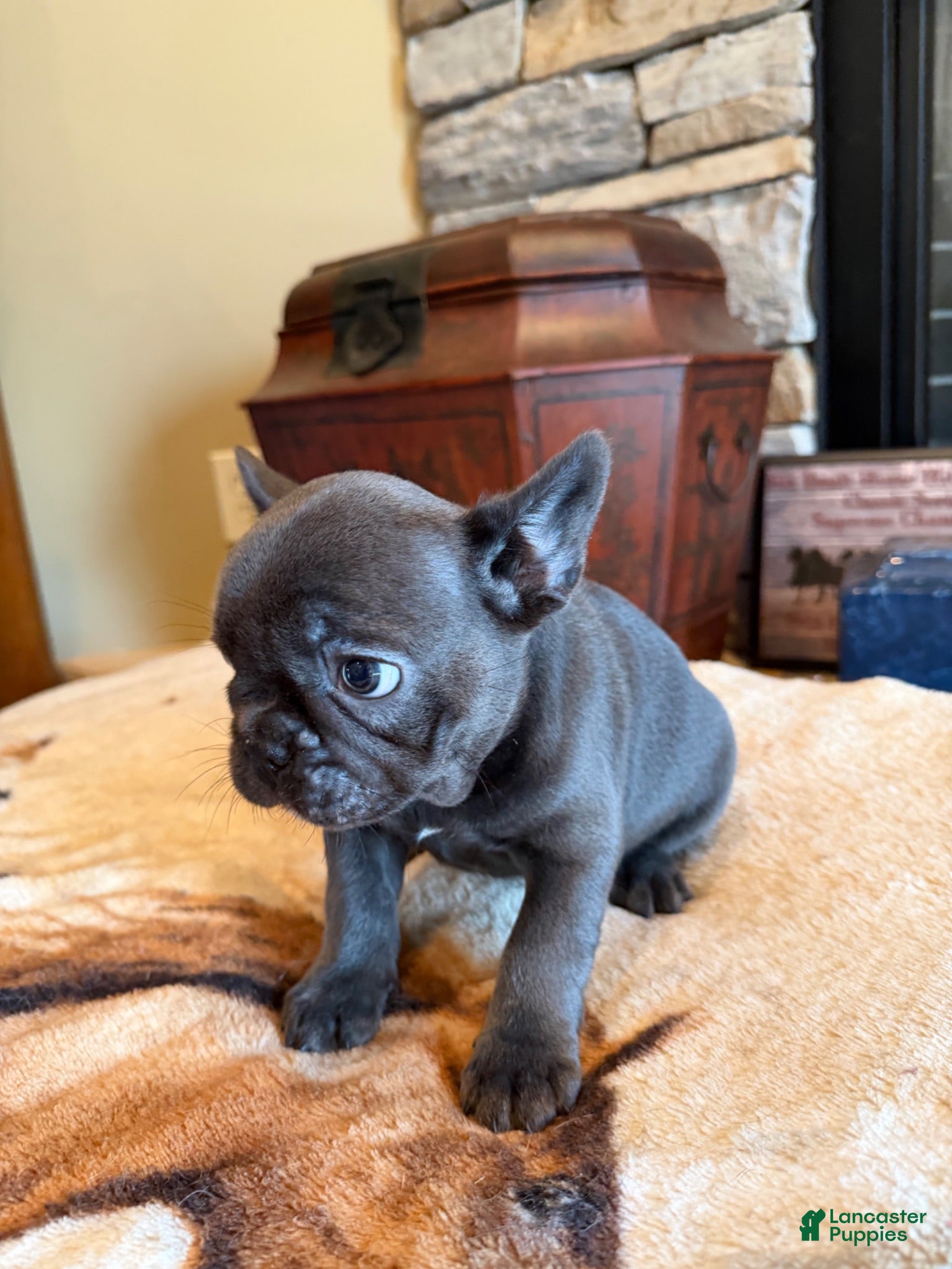 French Bulldog dogs Sia - Ad 1
