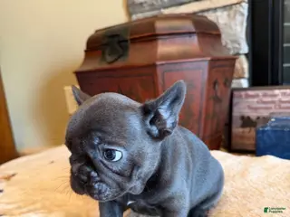 French Bulldog dogs for sale: Sia - Ad 2