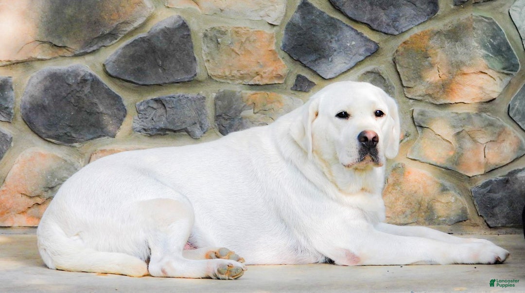 Labrador Retriever dogs for sale: Gabbie - Ad 7