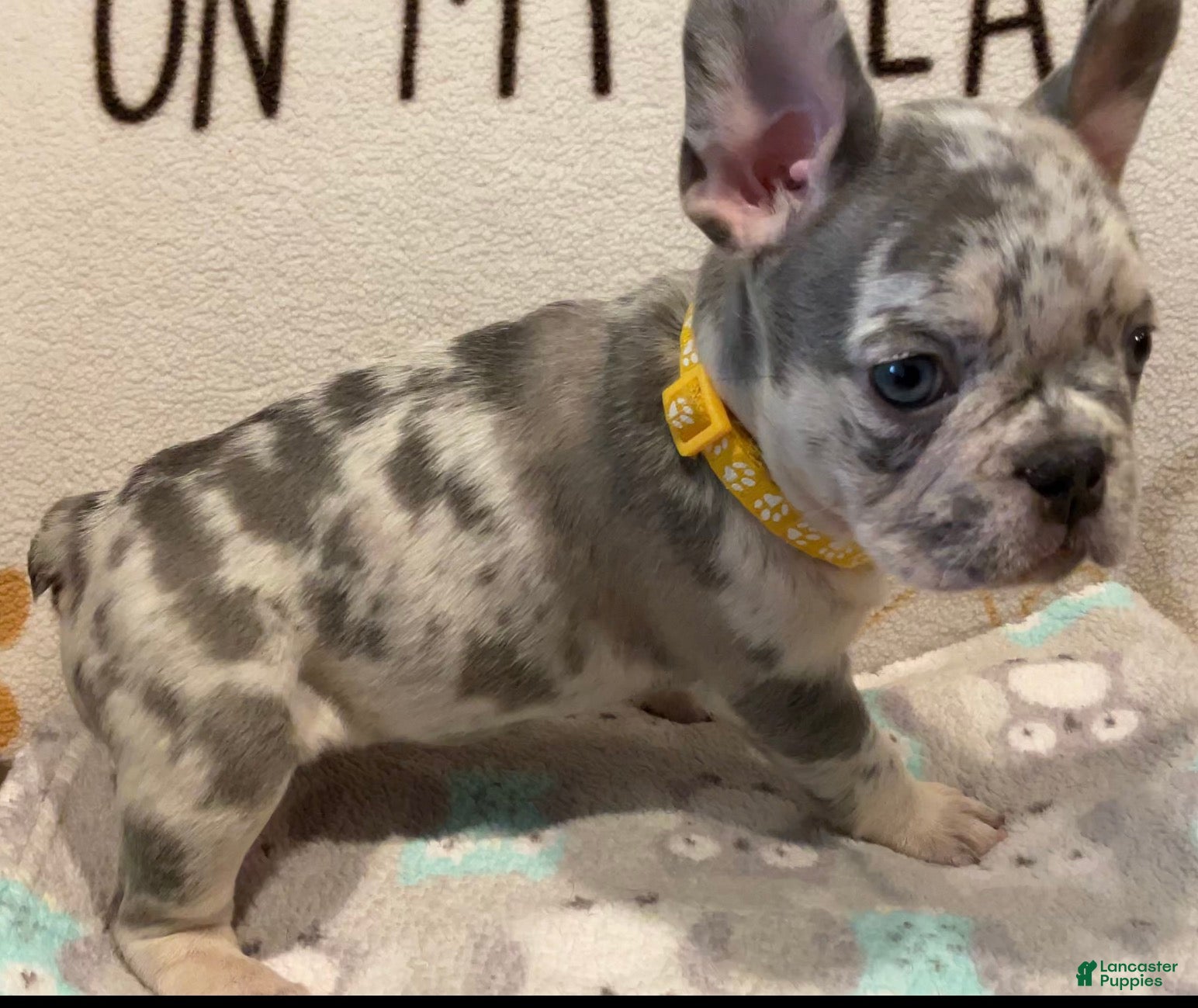 French Bulldog dogs for sale: French Bulldog Puppy 5 - Ad 2