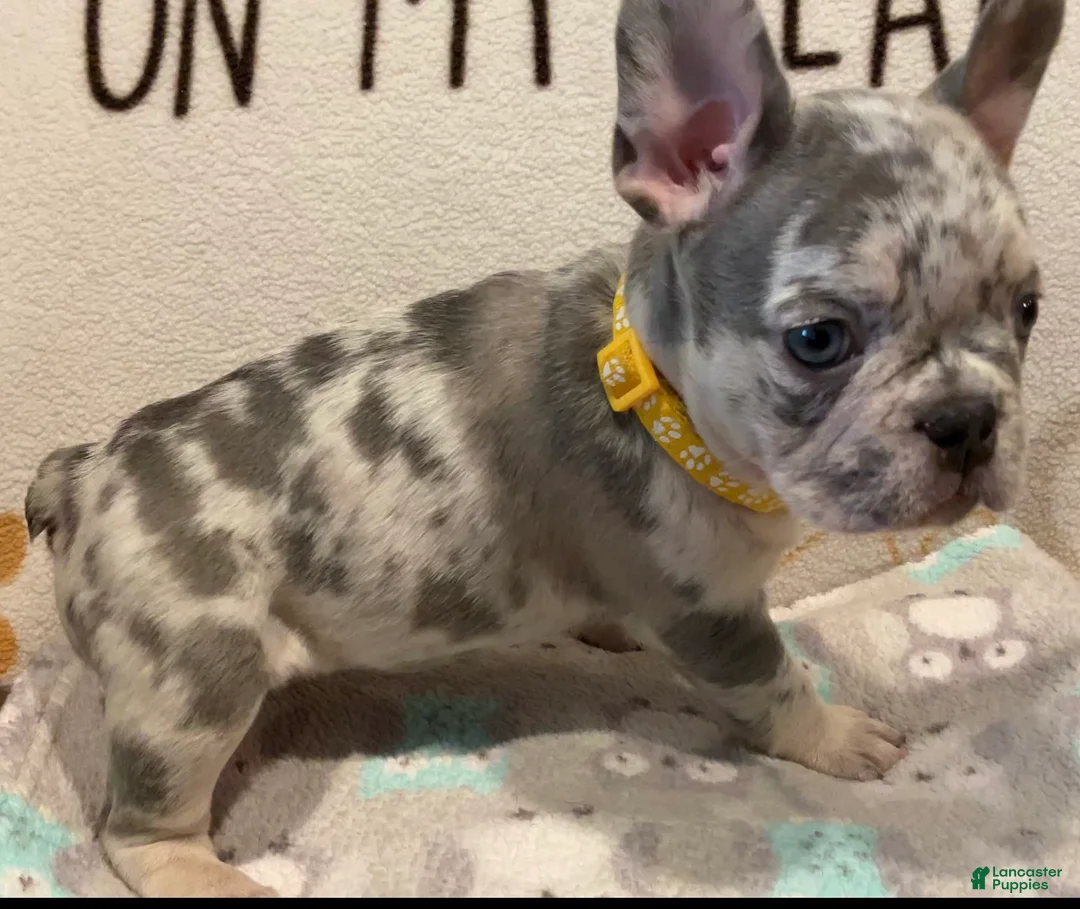 French Bulldog dogs for sale: French Bulldog Puppy 5 - Ad 1