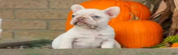 French Bulldog dogs for sale: Reba 💗 - Ad 4