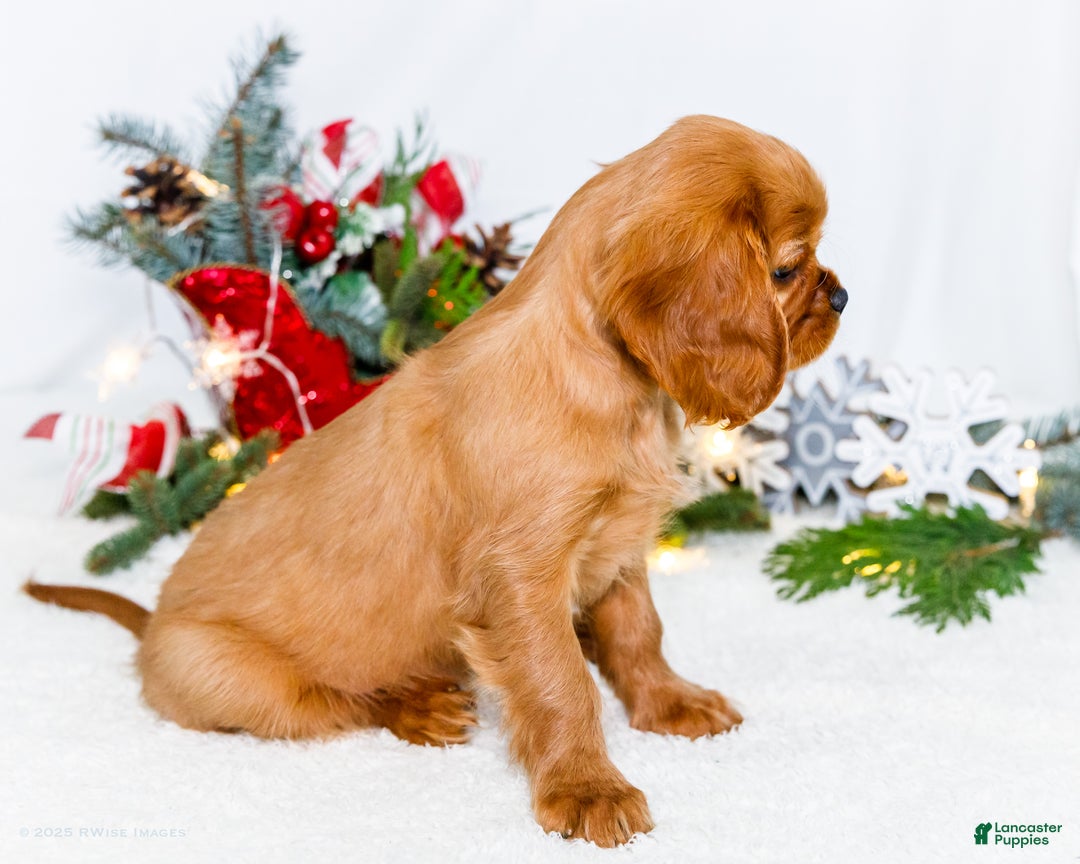 Cavalier King Charles Spaniel dogs for sale: Gingersnap - Ad 7