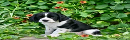 English Springer Spaniel dogs for sale: Stella  - Ad 3