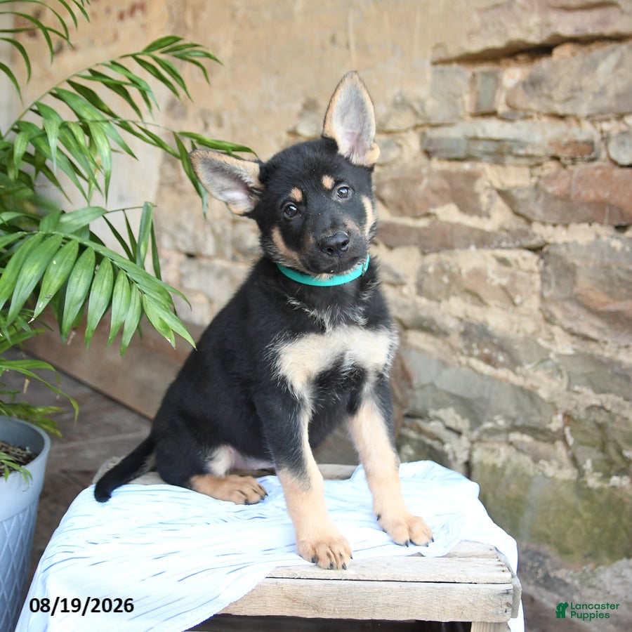 German Shepherd dogs Nevada - Ad 1