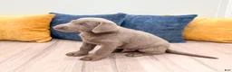 Labrador Retriever dogs for sale: Titan - Ad 4