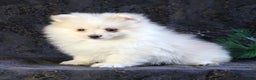 Pomeranian dogs for sale: Pearl - Ad 1