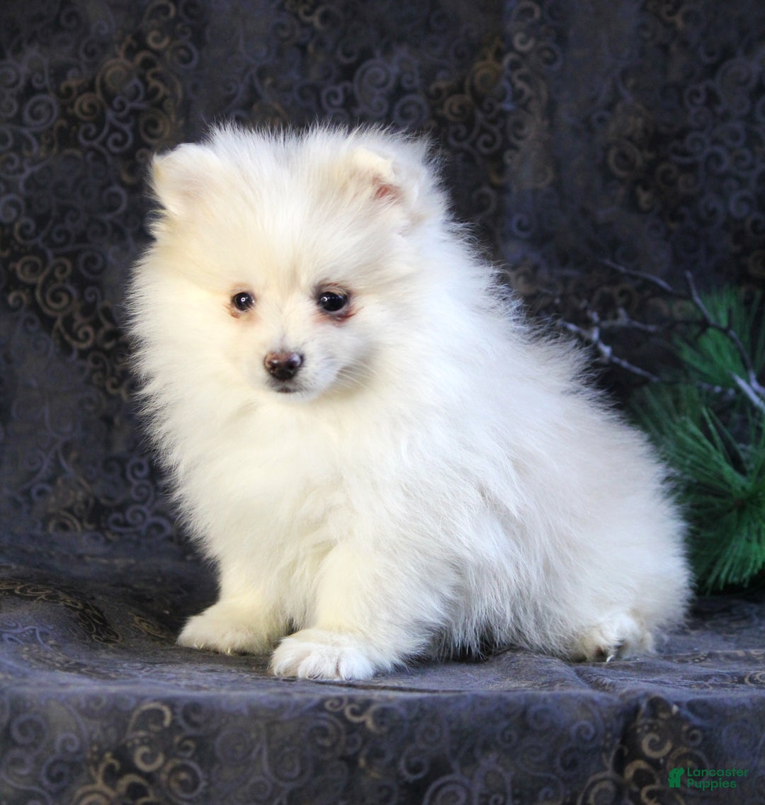 Pomeranian dogs for sale: Pearl - Ad 1